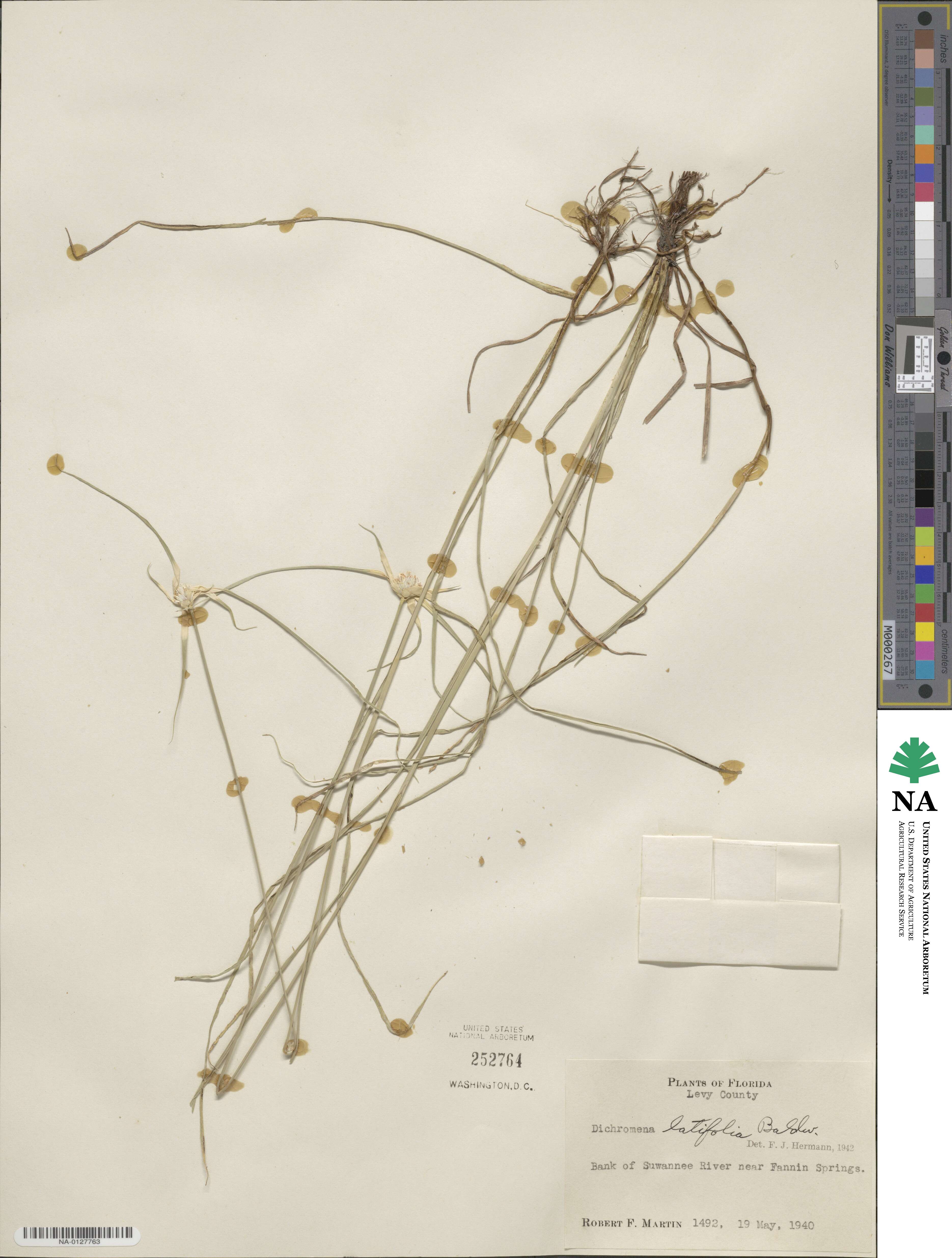 Rhynchospora latifolia image