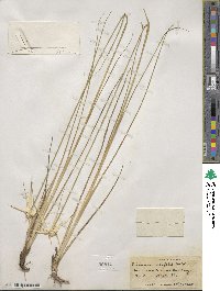 Rhynchospora latifolia image