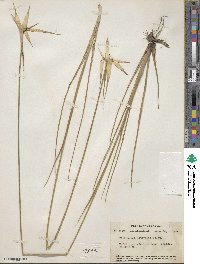 Rhynchospora latifolia image