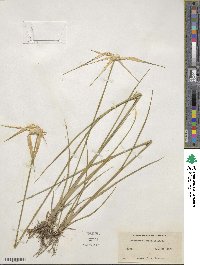 Rhynchospora latifolia image