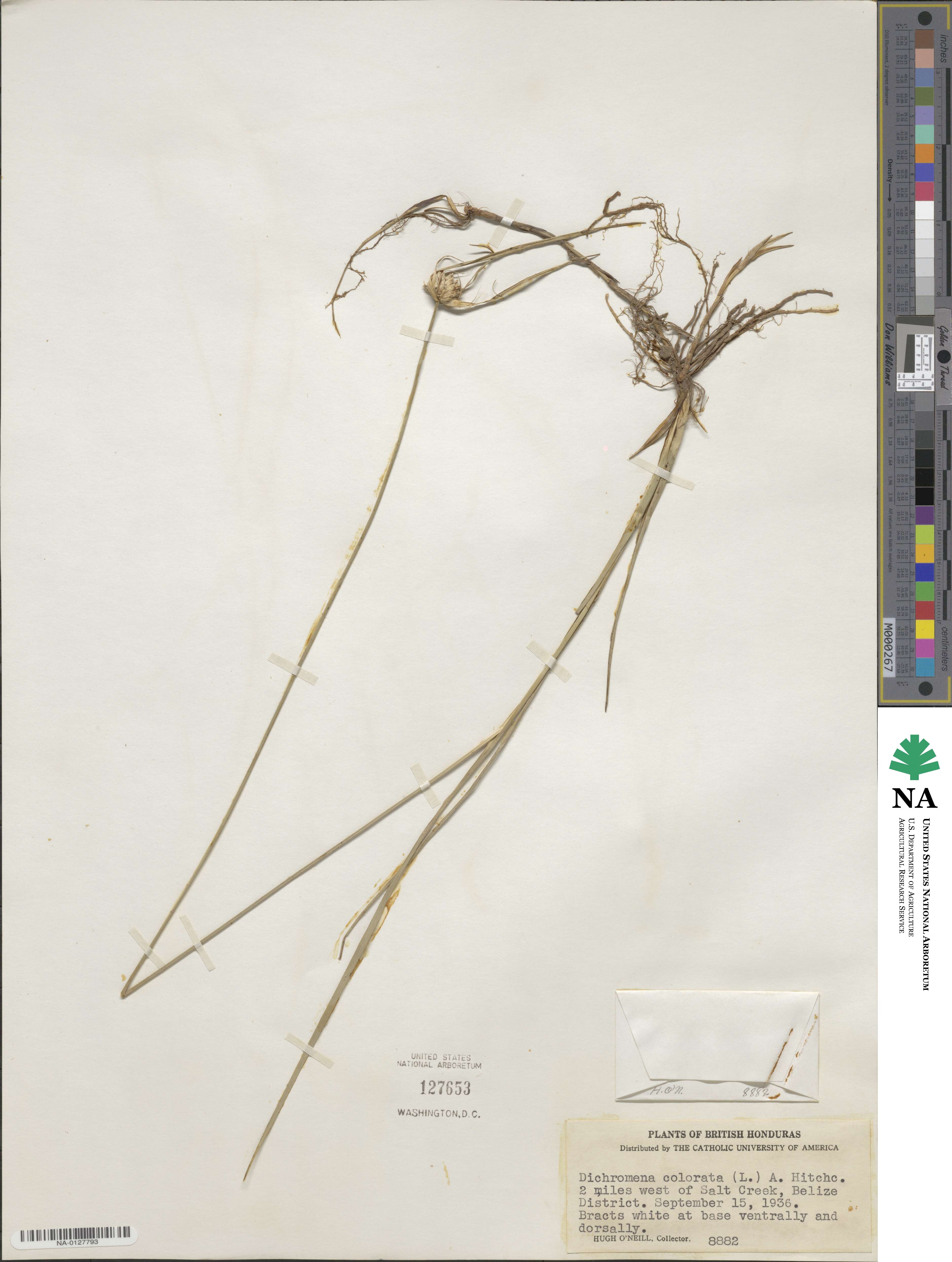 Rhynchospora colorata image