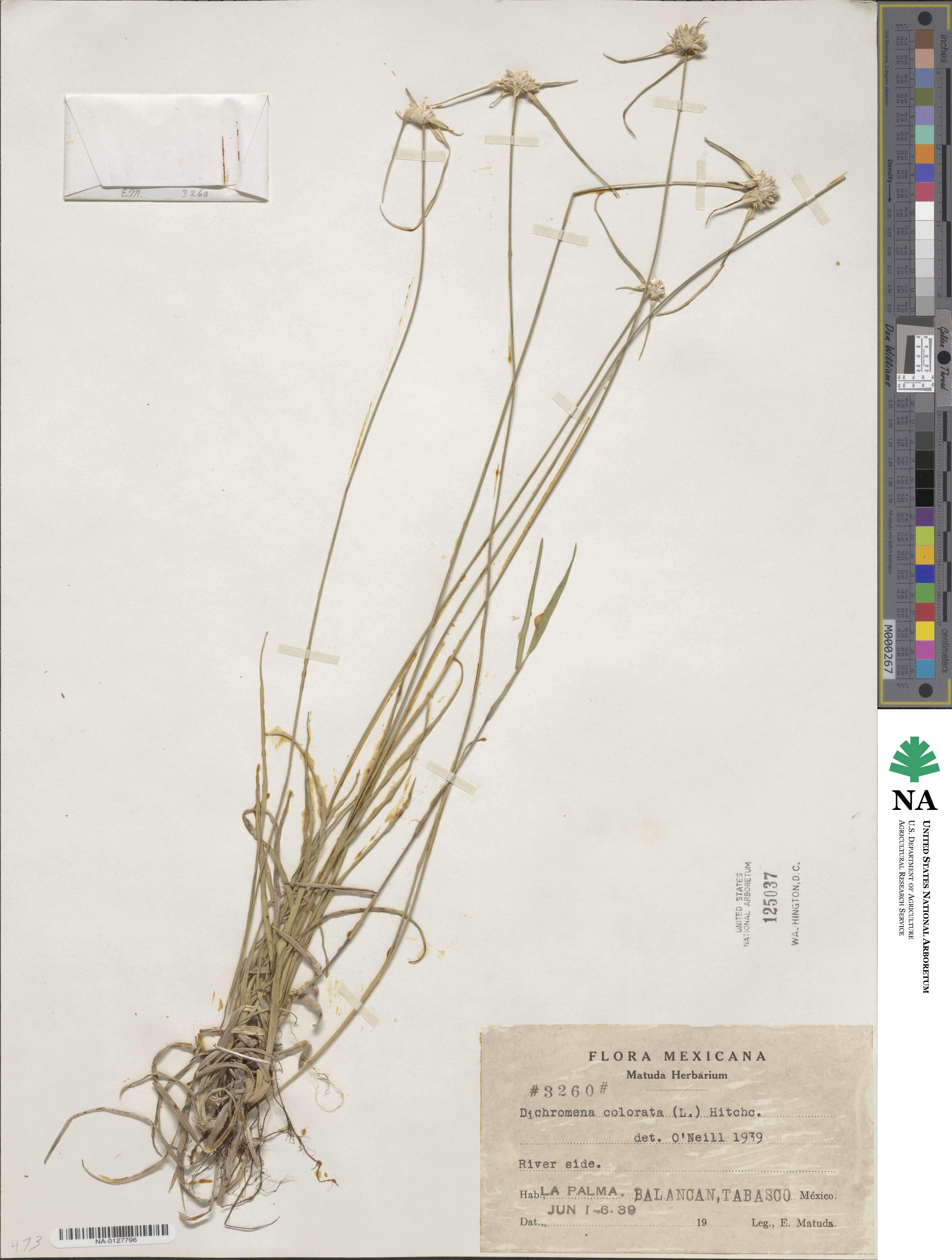 Rhynchospora colorata image