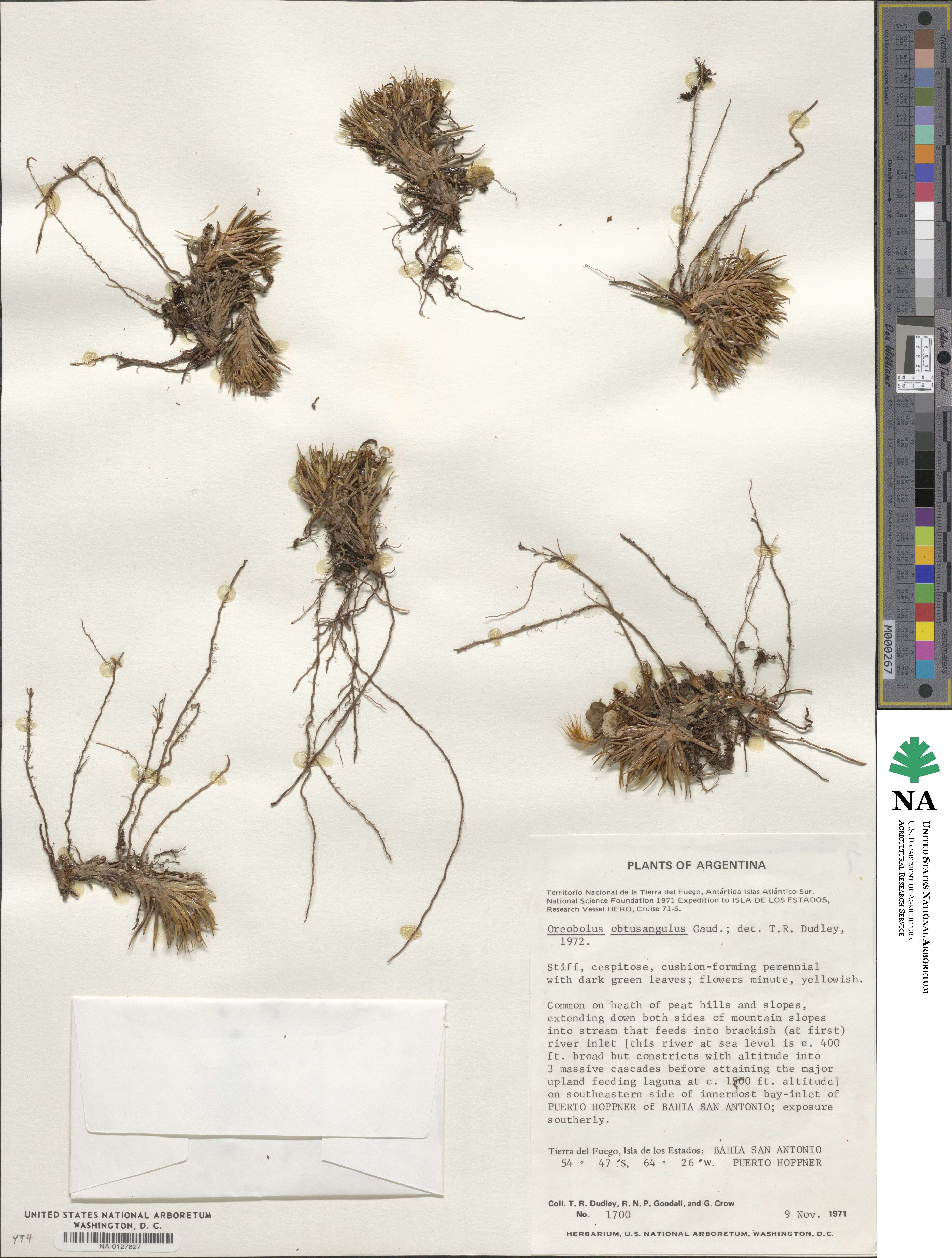 Oreobolus obtusangulus image