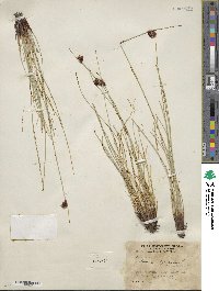 Schoenus nigricans image