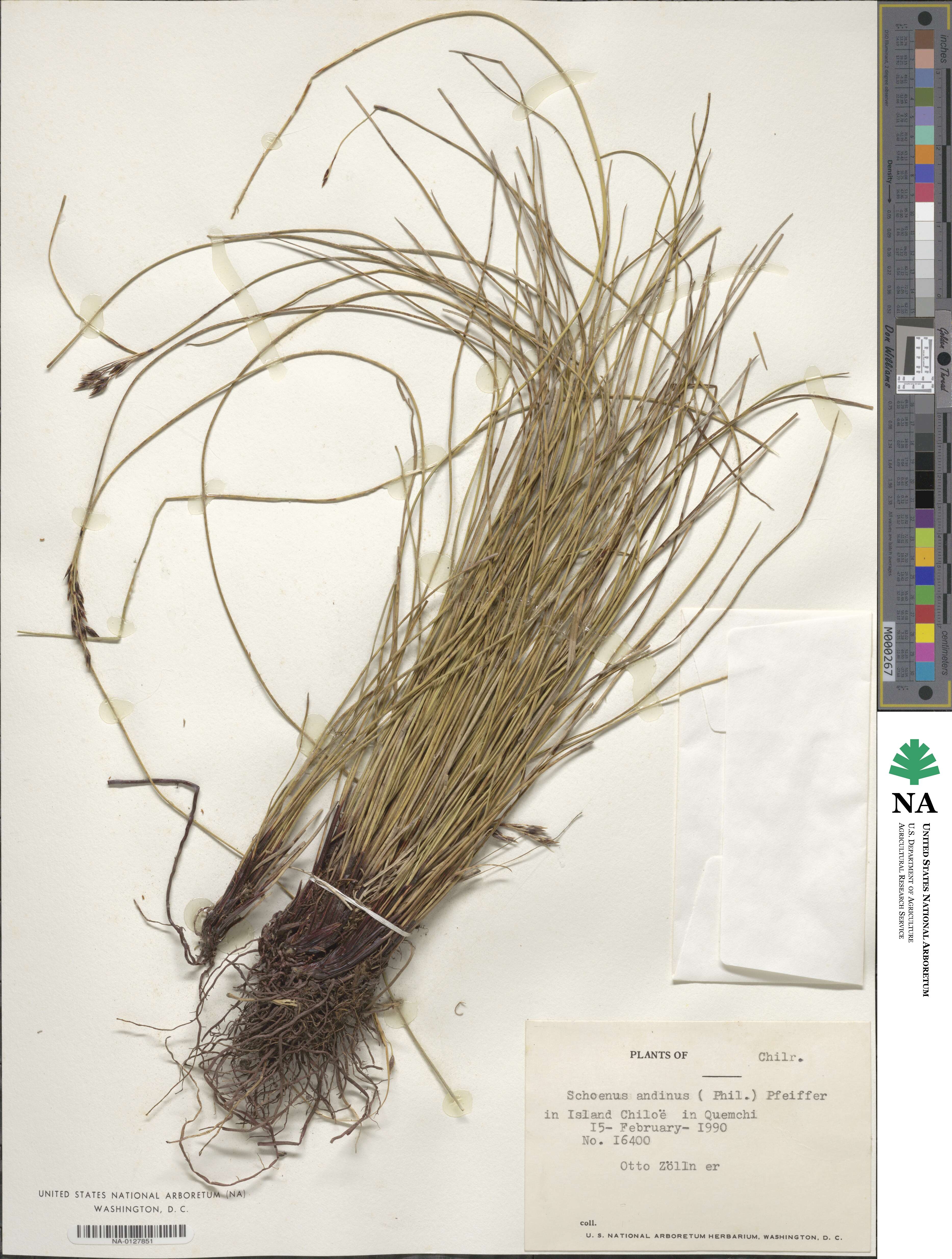 Schoenus andinus image