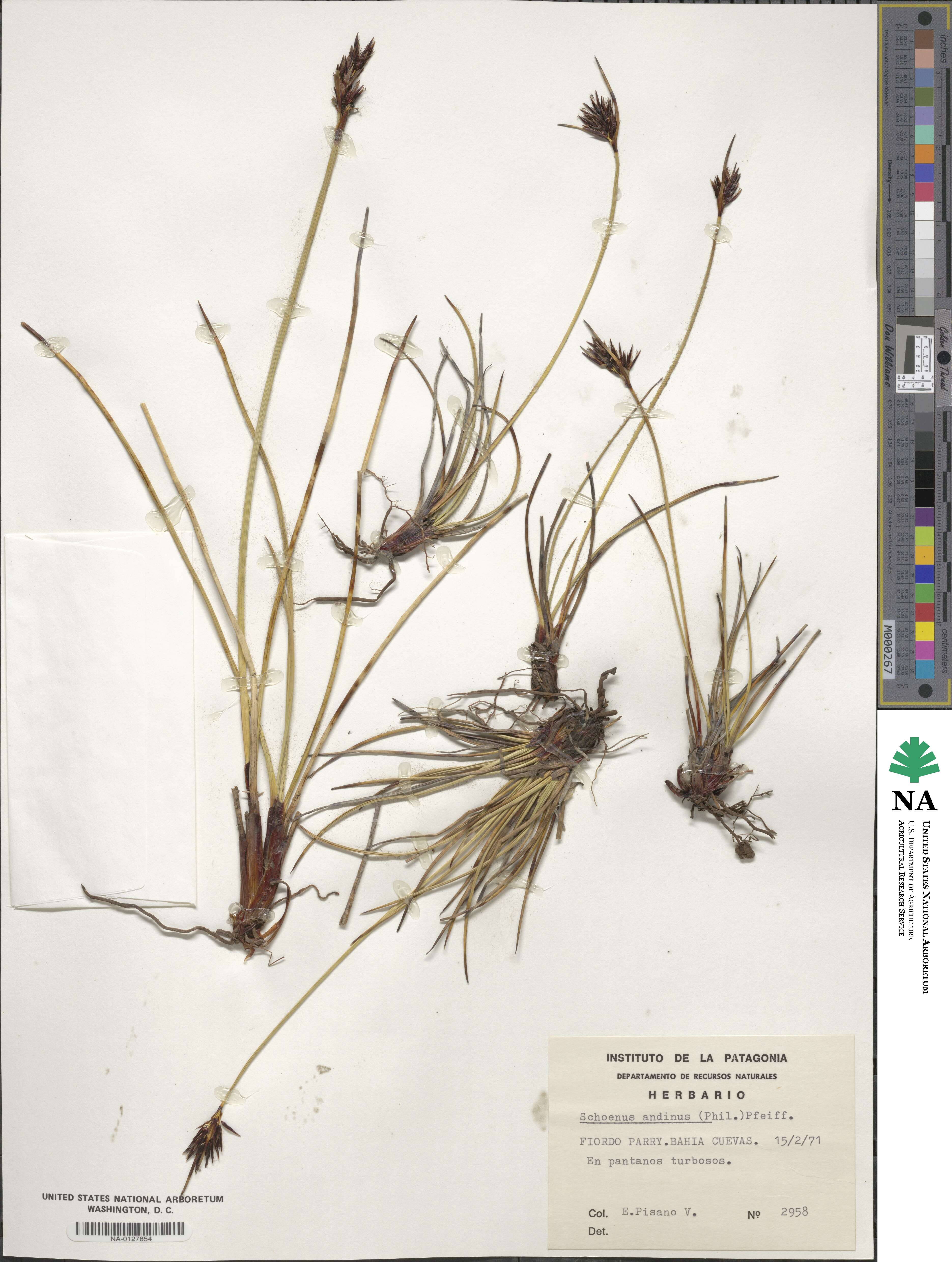 Schoenus andinus image