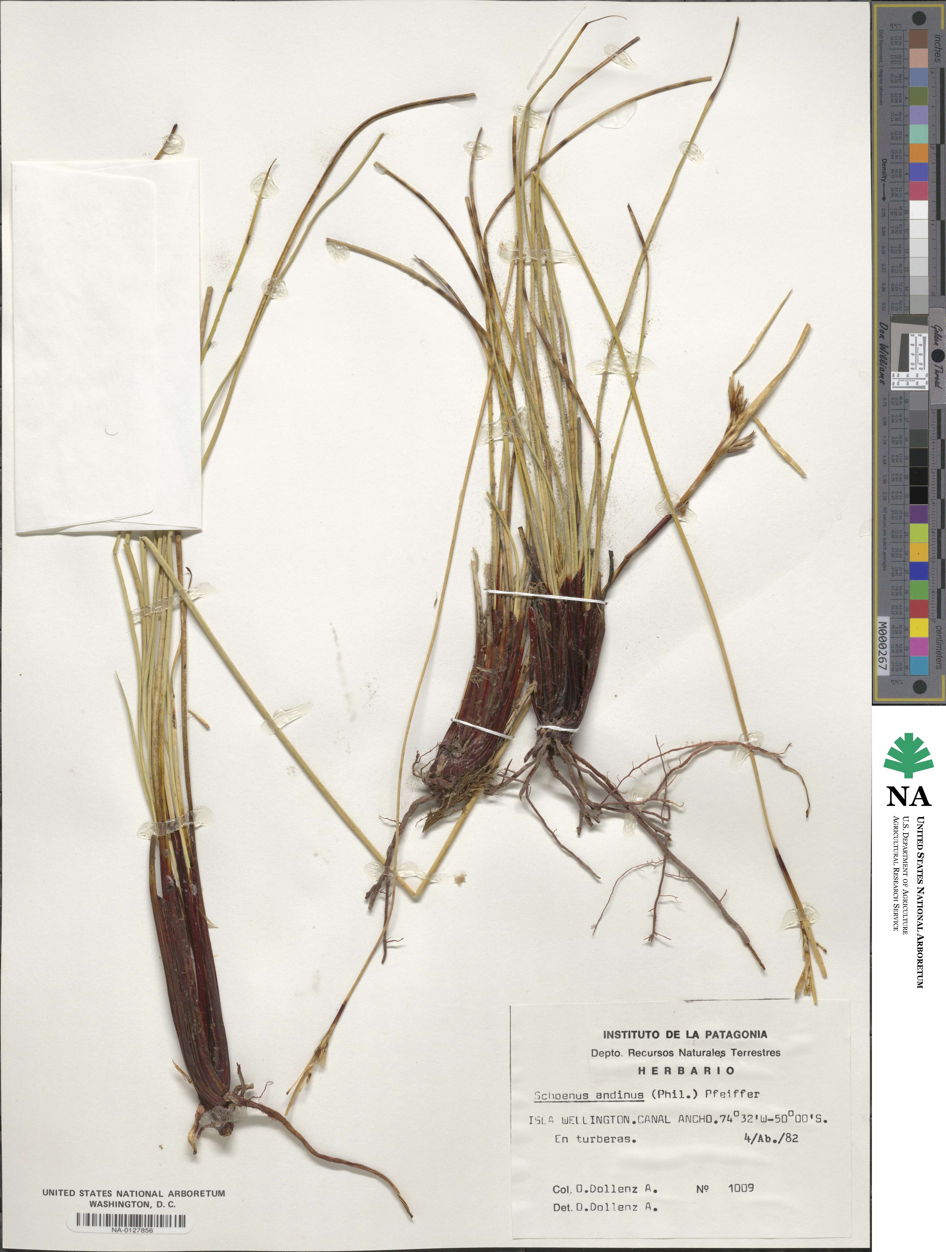 Schoenus andinus image