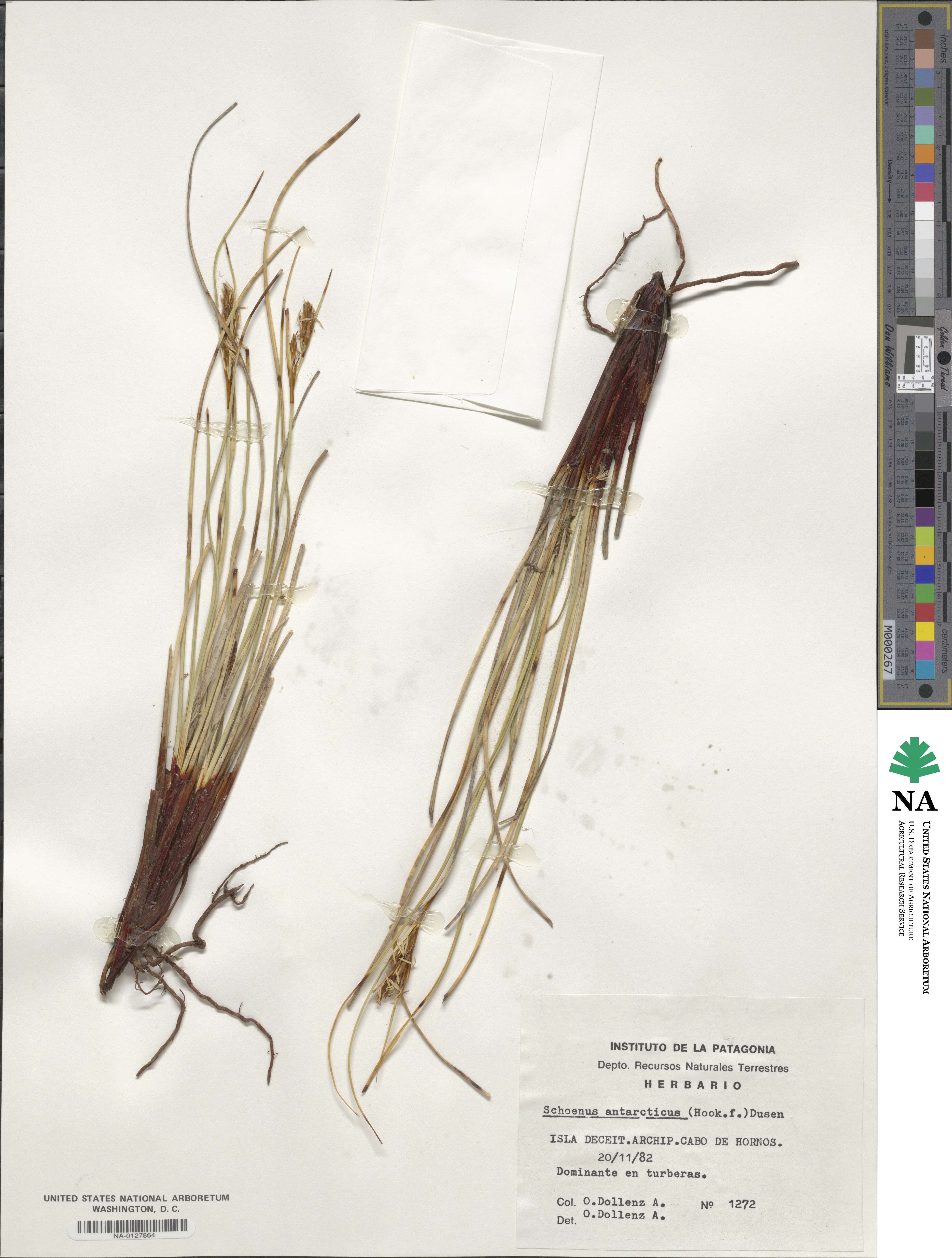 Schoenus antarcticus image