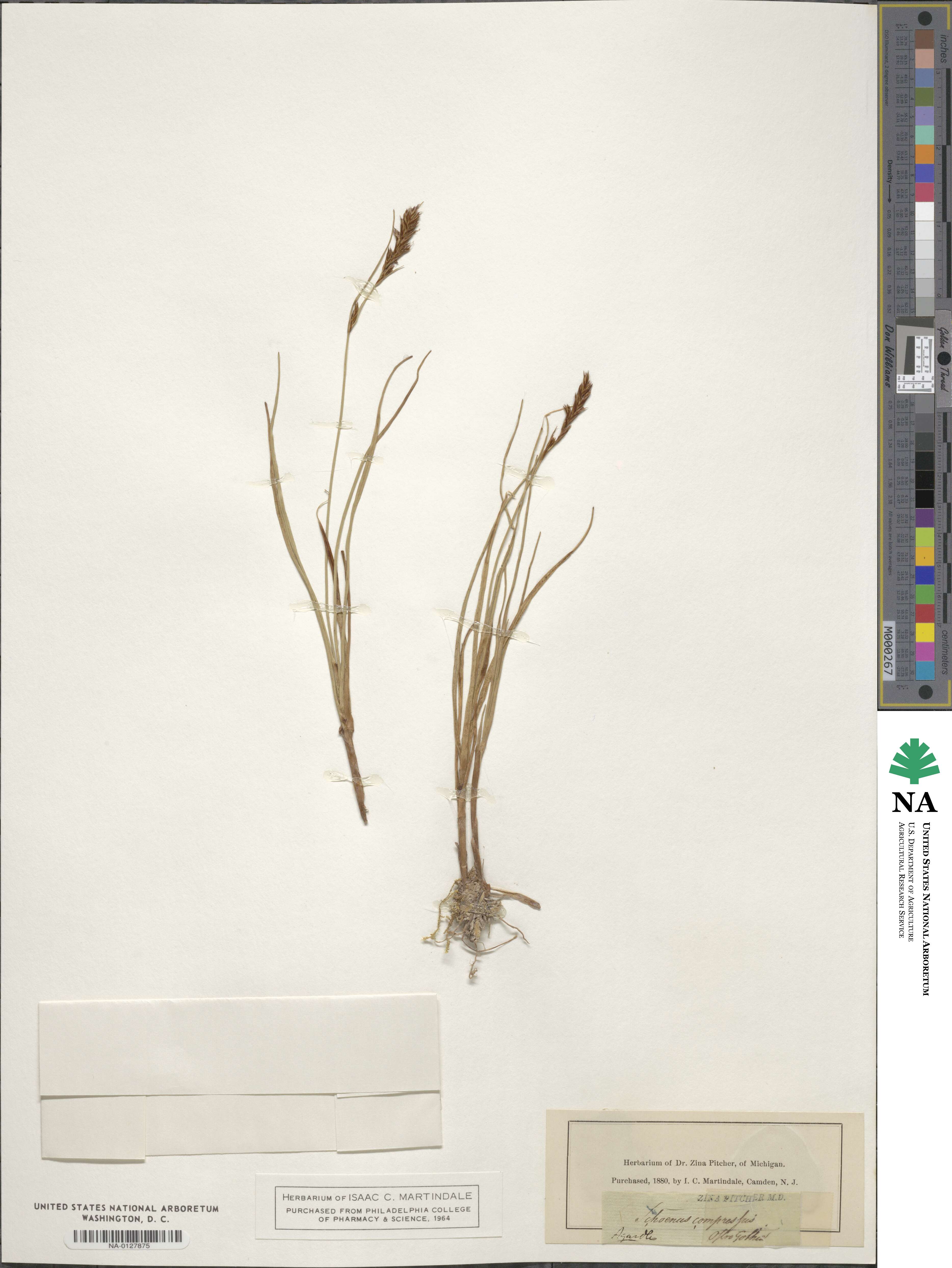 Schoenus compressus image