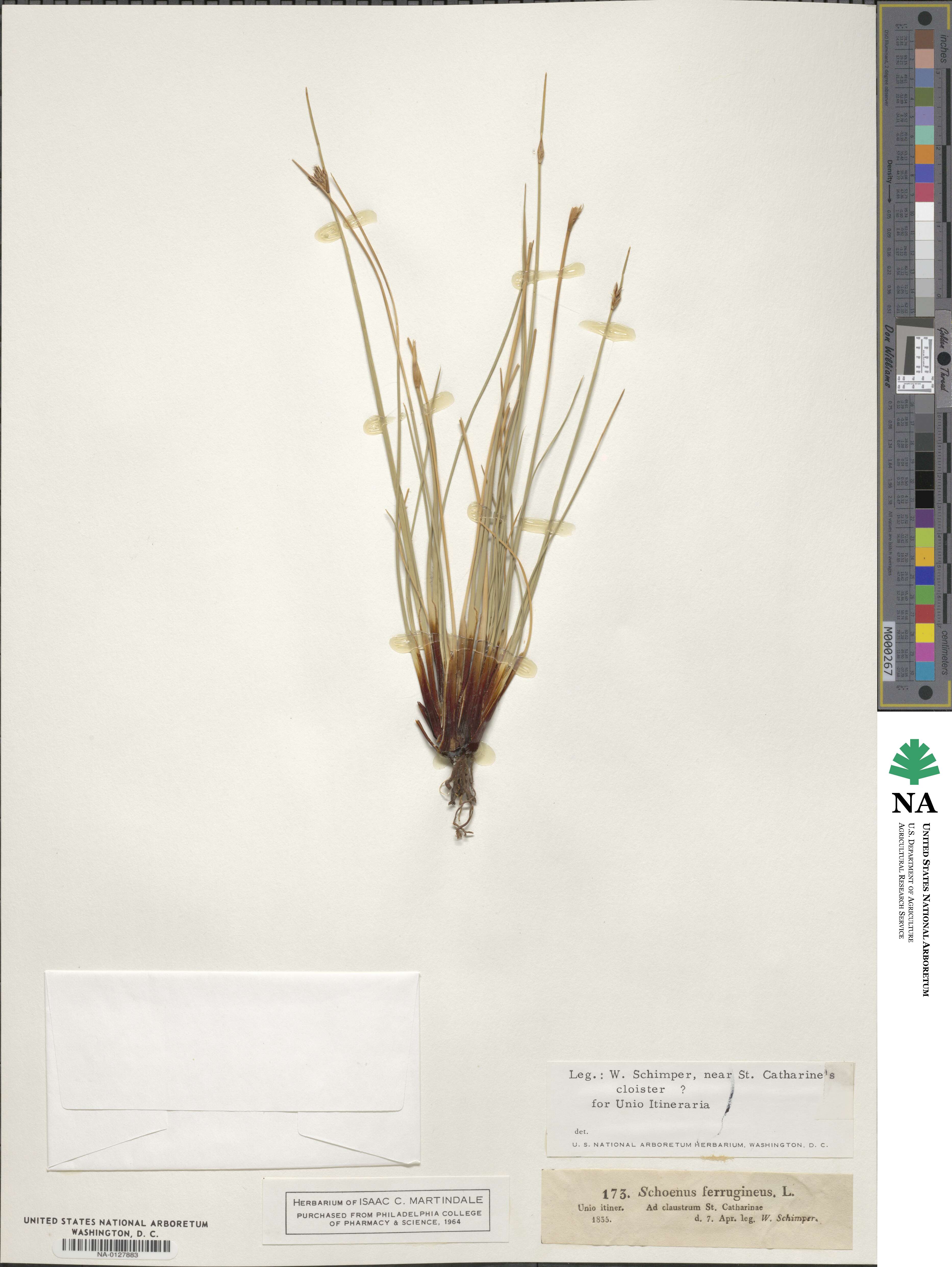 Schoenus ferrugineus image