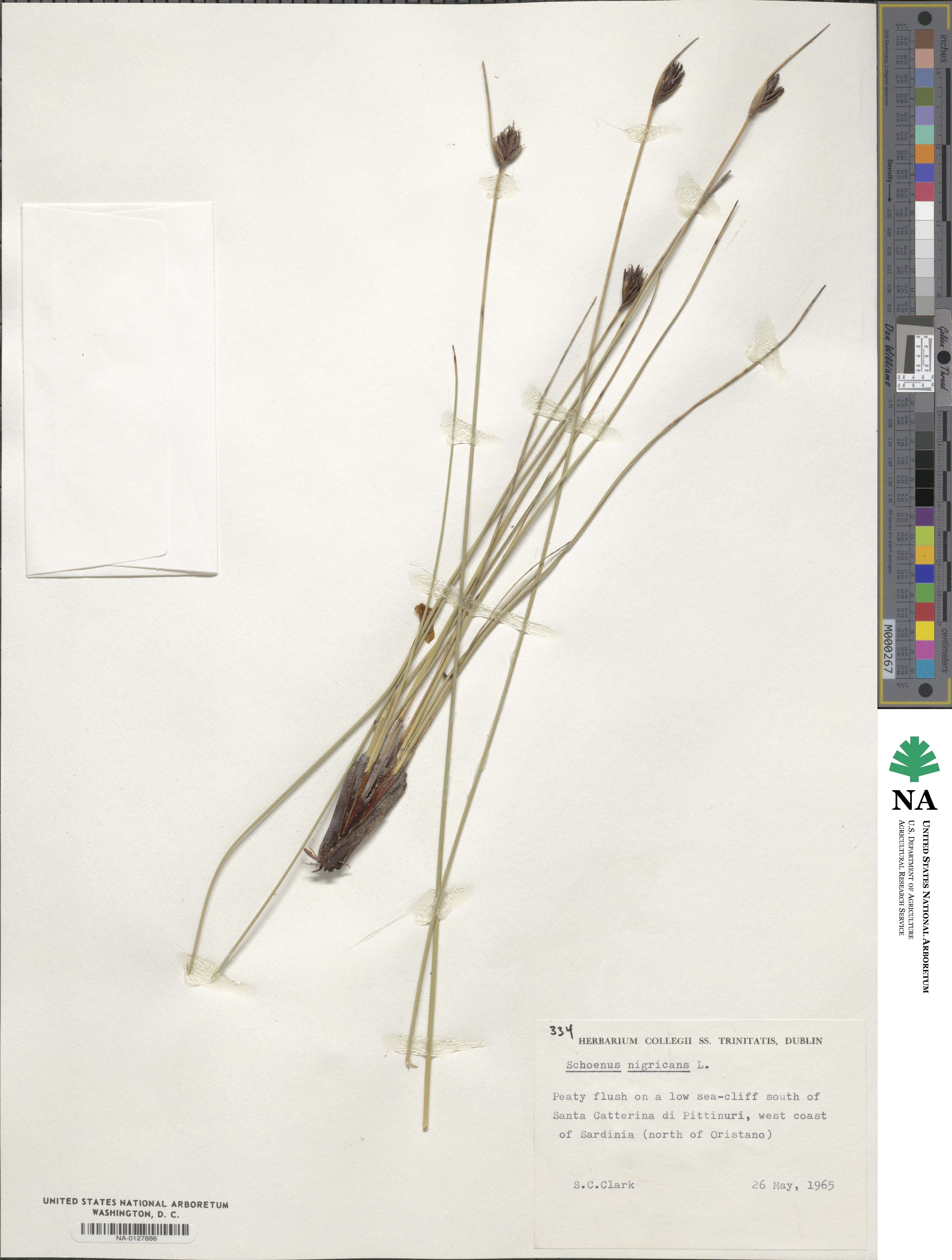 Schoenus nigricans image