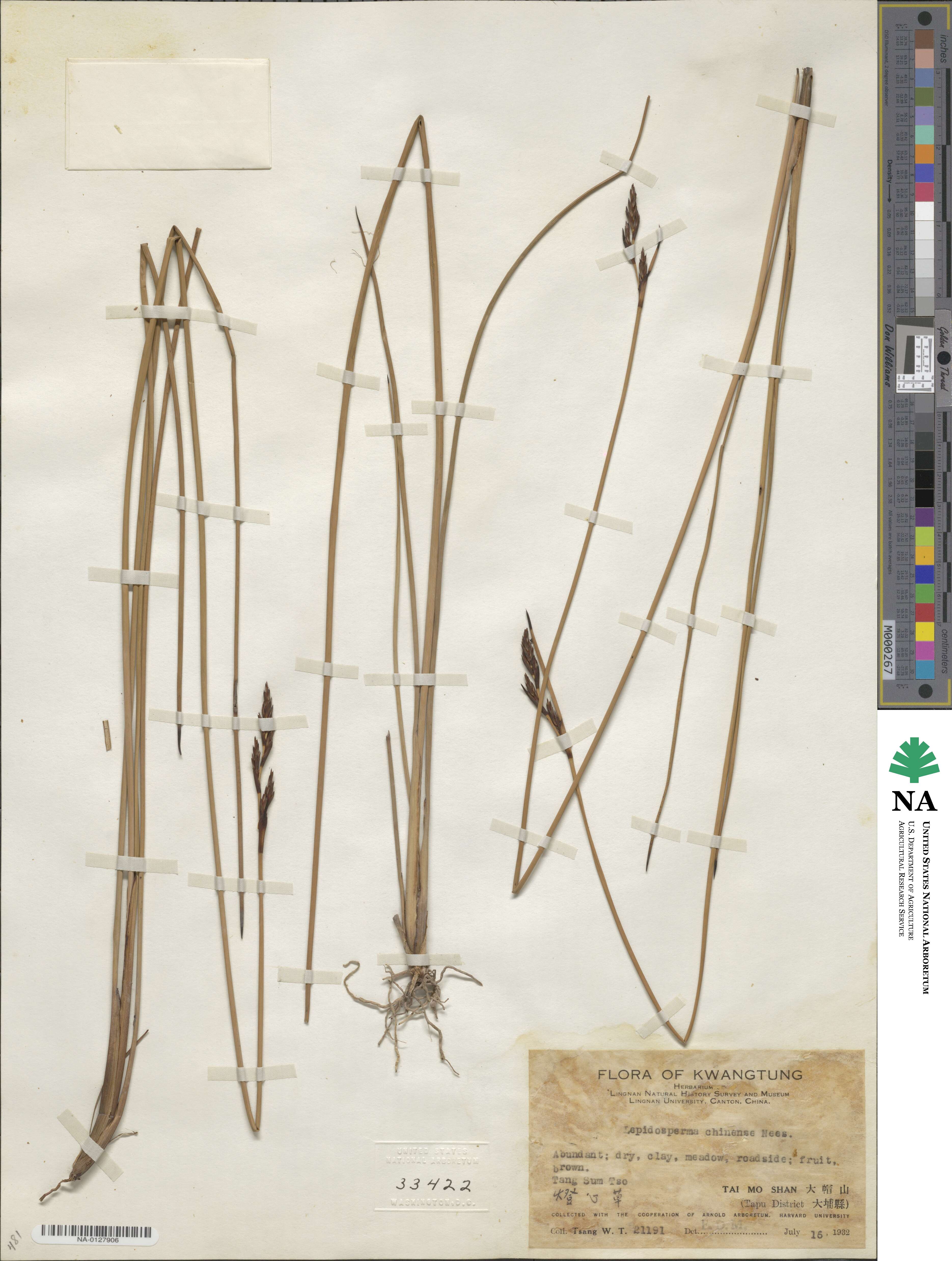 Lepidosperma chinense image