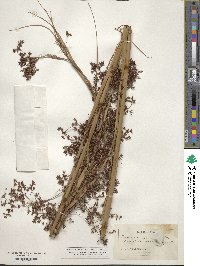 Cladium mariscus subsp. jamaicense image