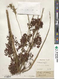 Cladium mariscus subsp. jamaicense image