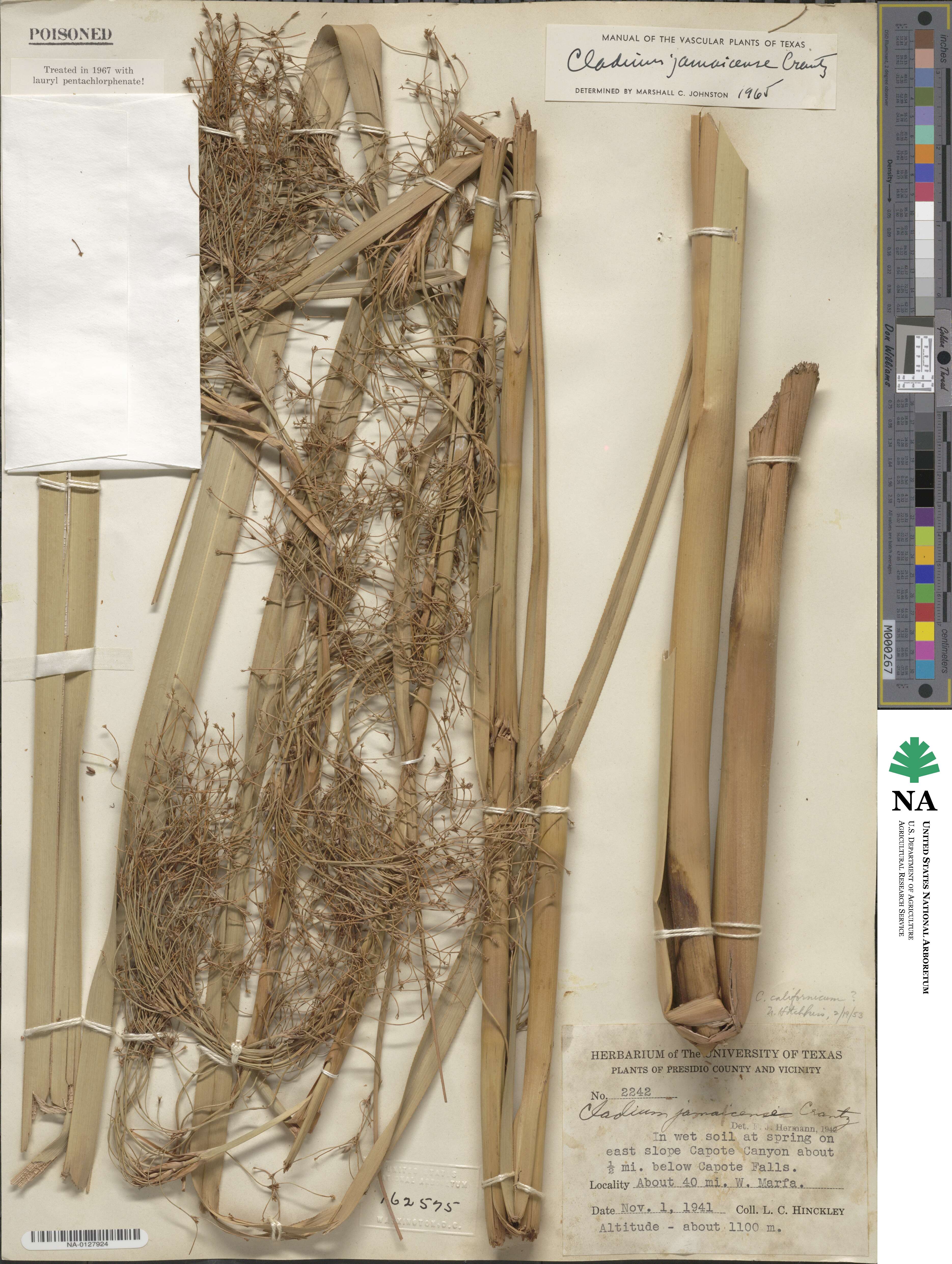 Cladium mariscus image