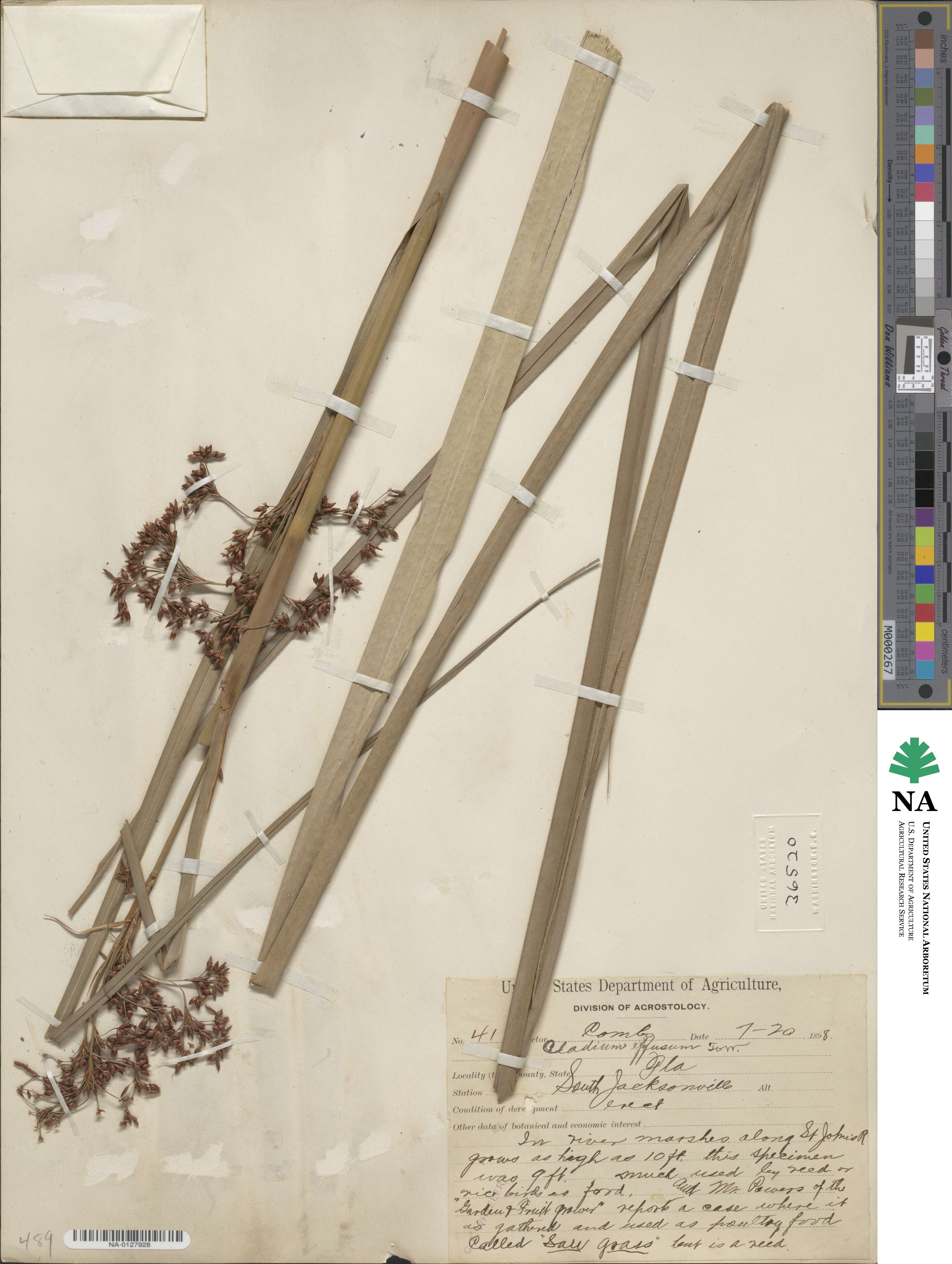 Cladium mariscus subsp. jamaicense image