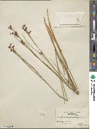 Cladium mariscoides image