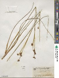 Cladium mariscoides image