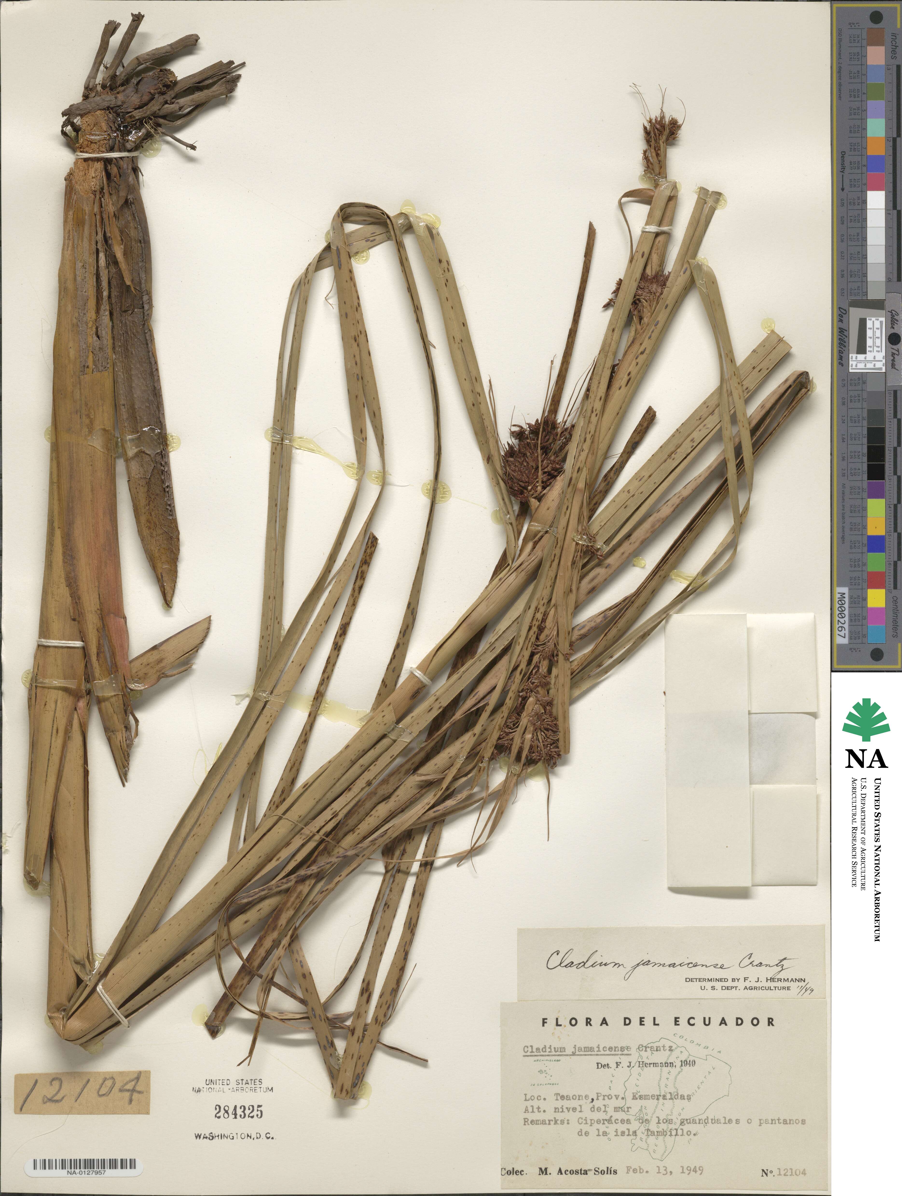 Cladium mariscus subsp. jamaicense image