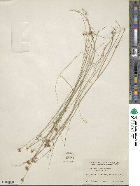 Rhynchospora alba image