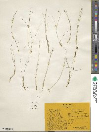 Rhynchospora alba image