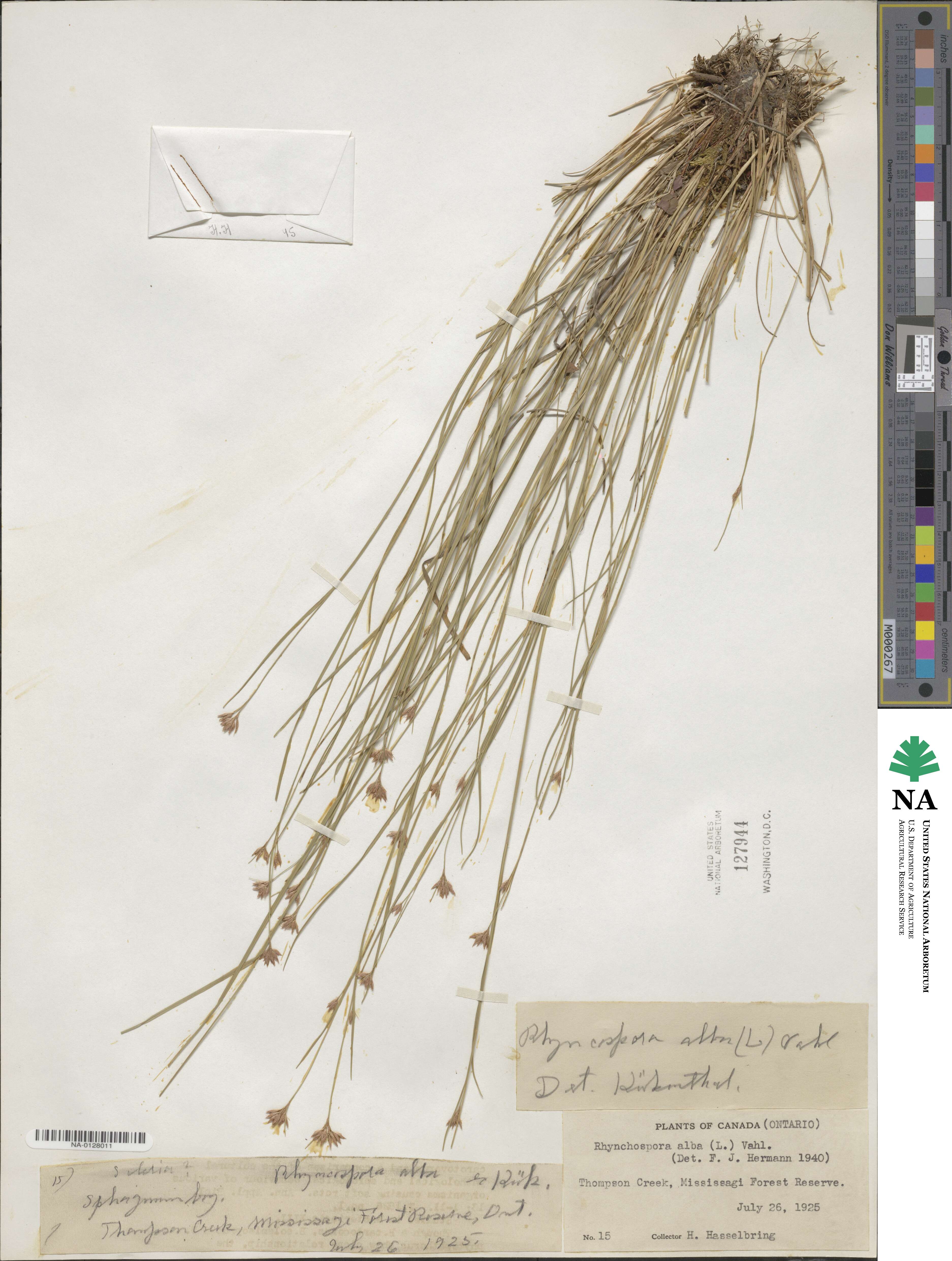 Rhynchospora alba image