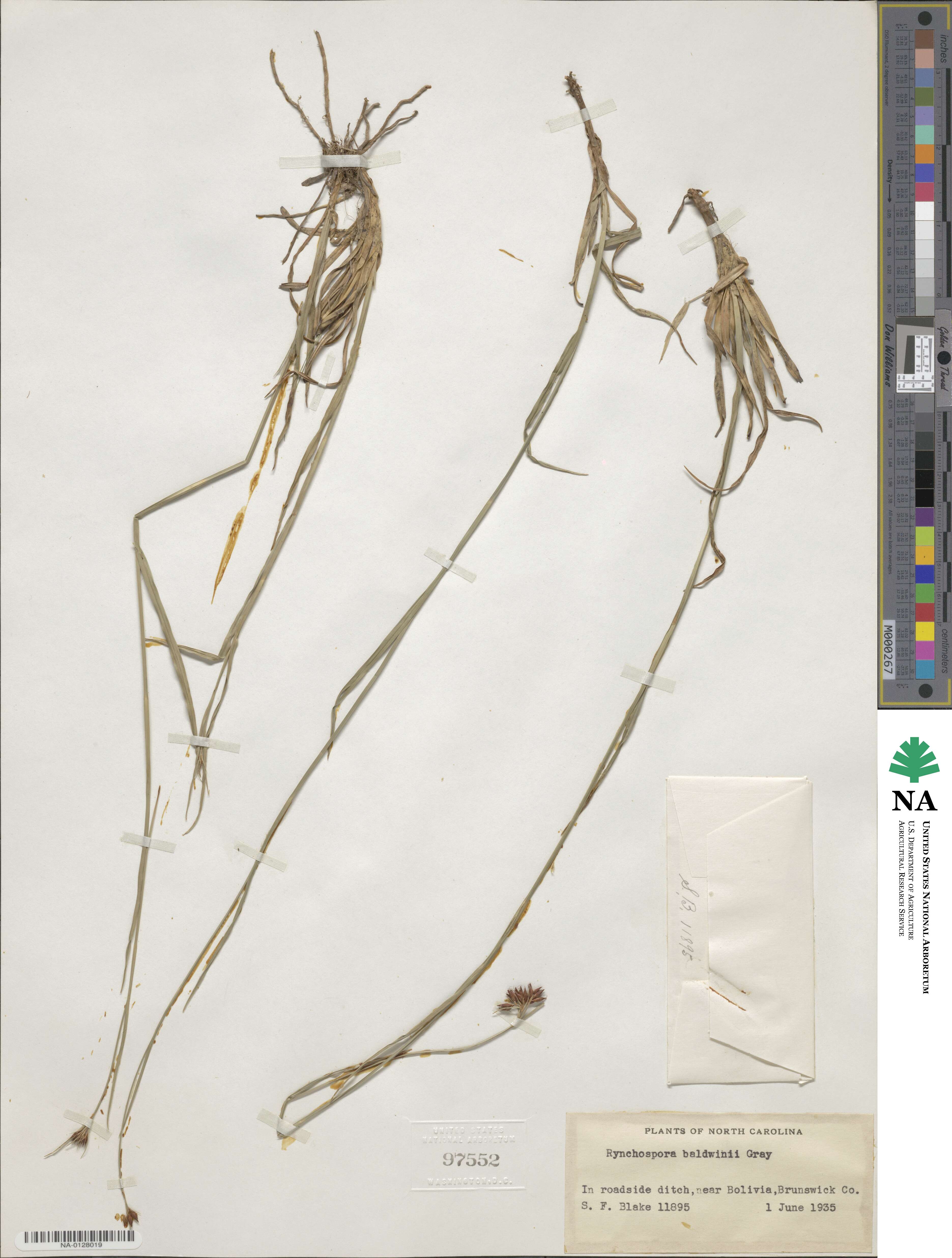 Rhynchospora baldwinii image
