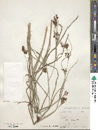 Rhynchospora caduca image