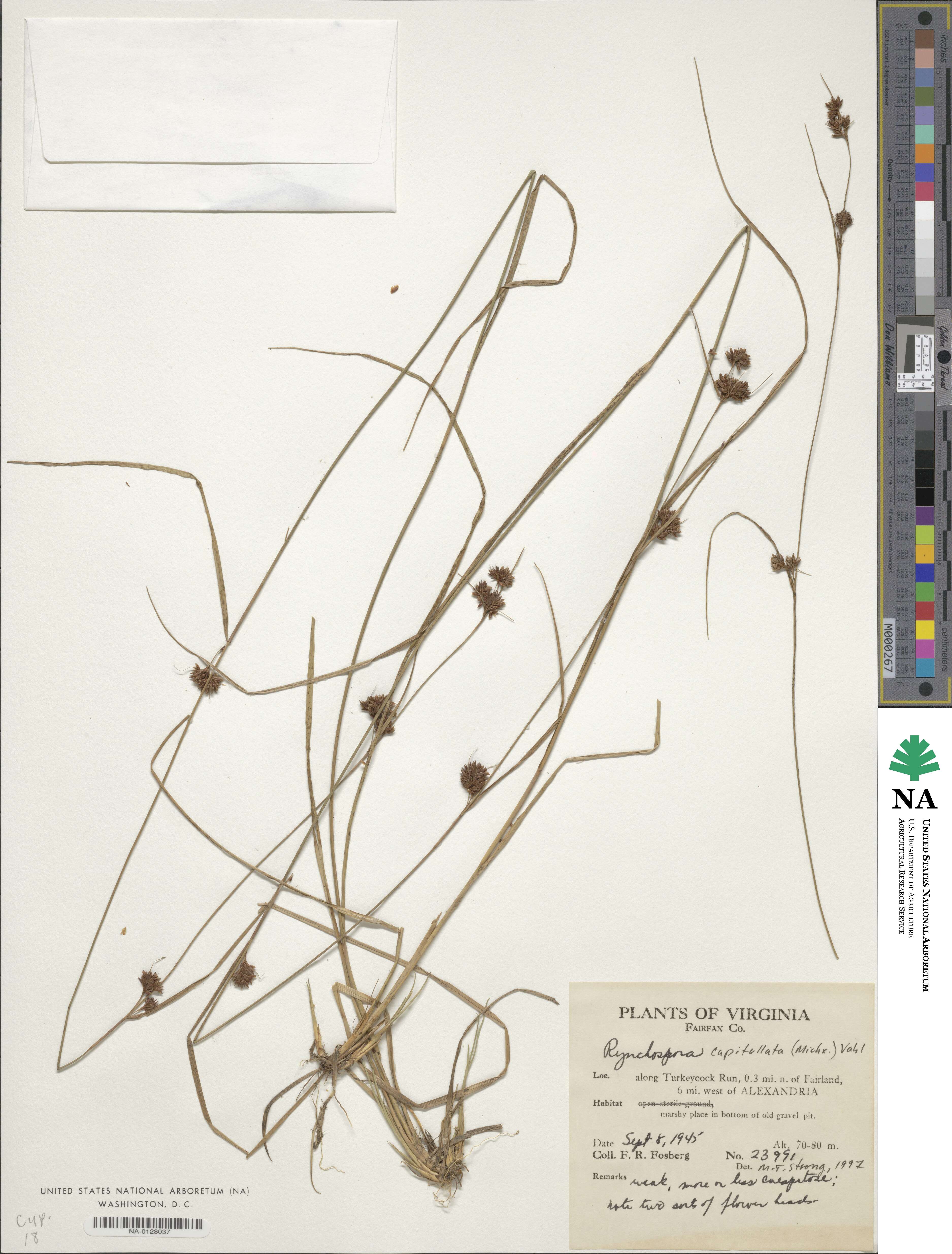 Rhynchospora capillacea image