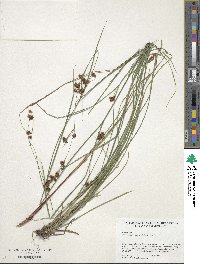 Rhynchospora capillacea image