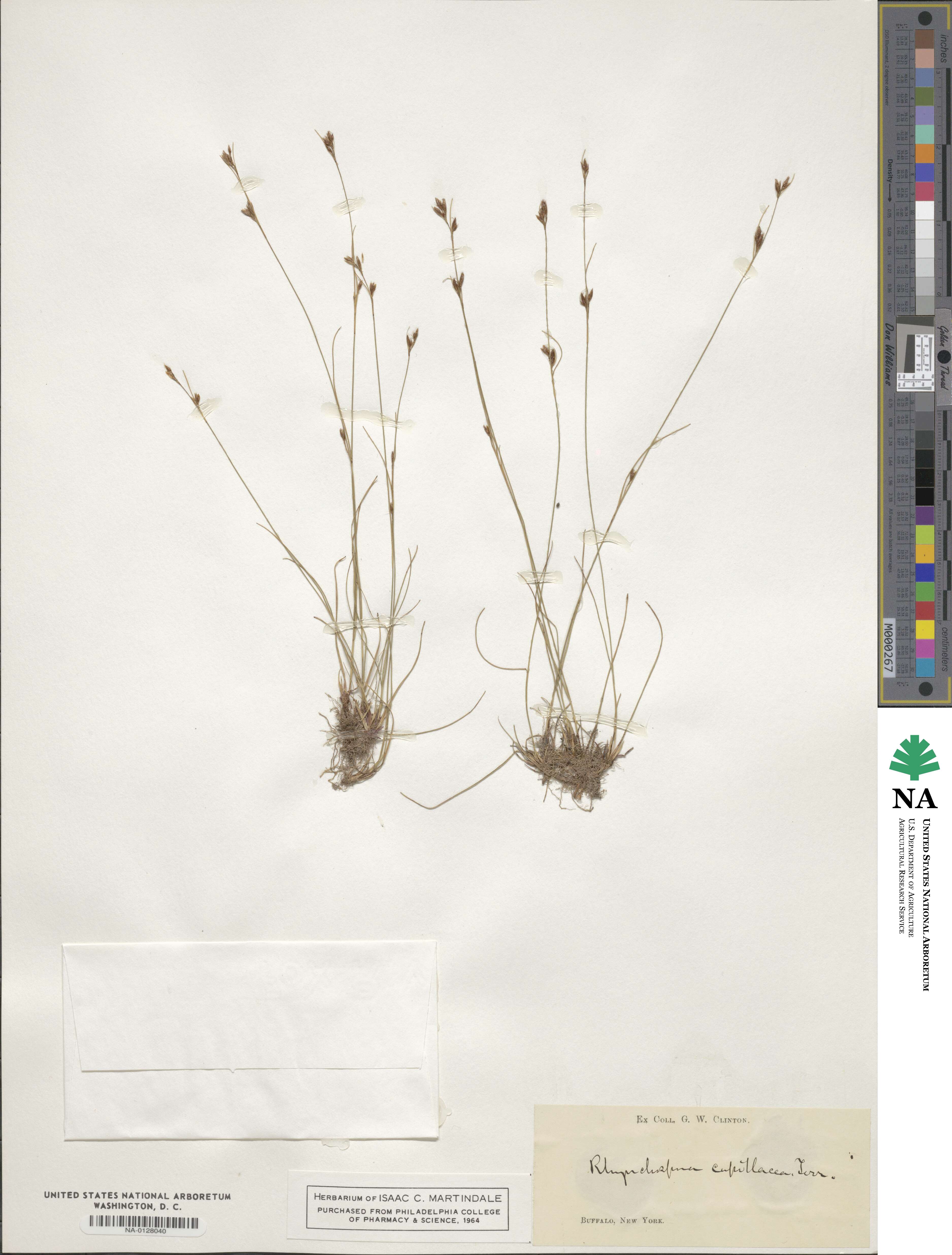Rhynchospora capillacea image
