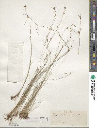 Rhynchospora capillacea image