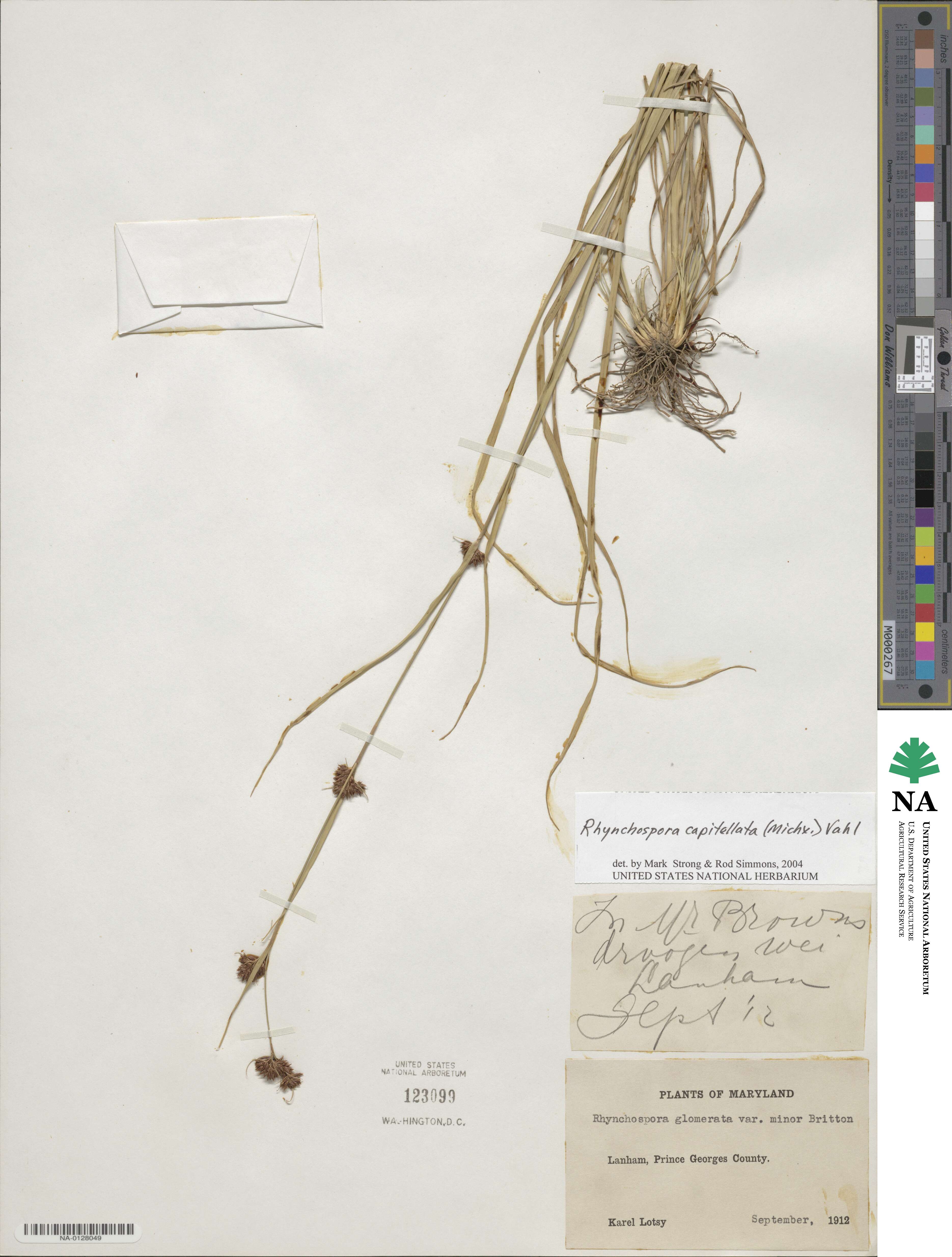 Rhynchospora capitata image