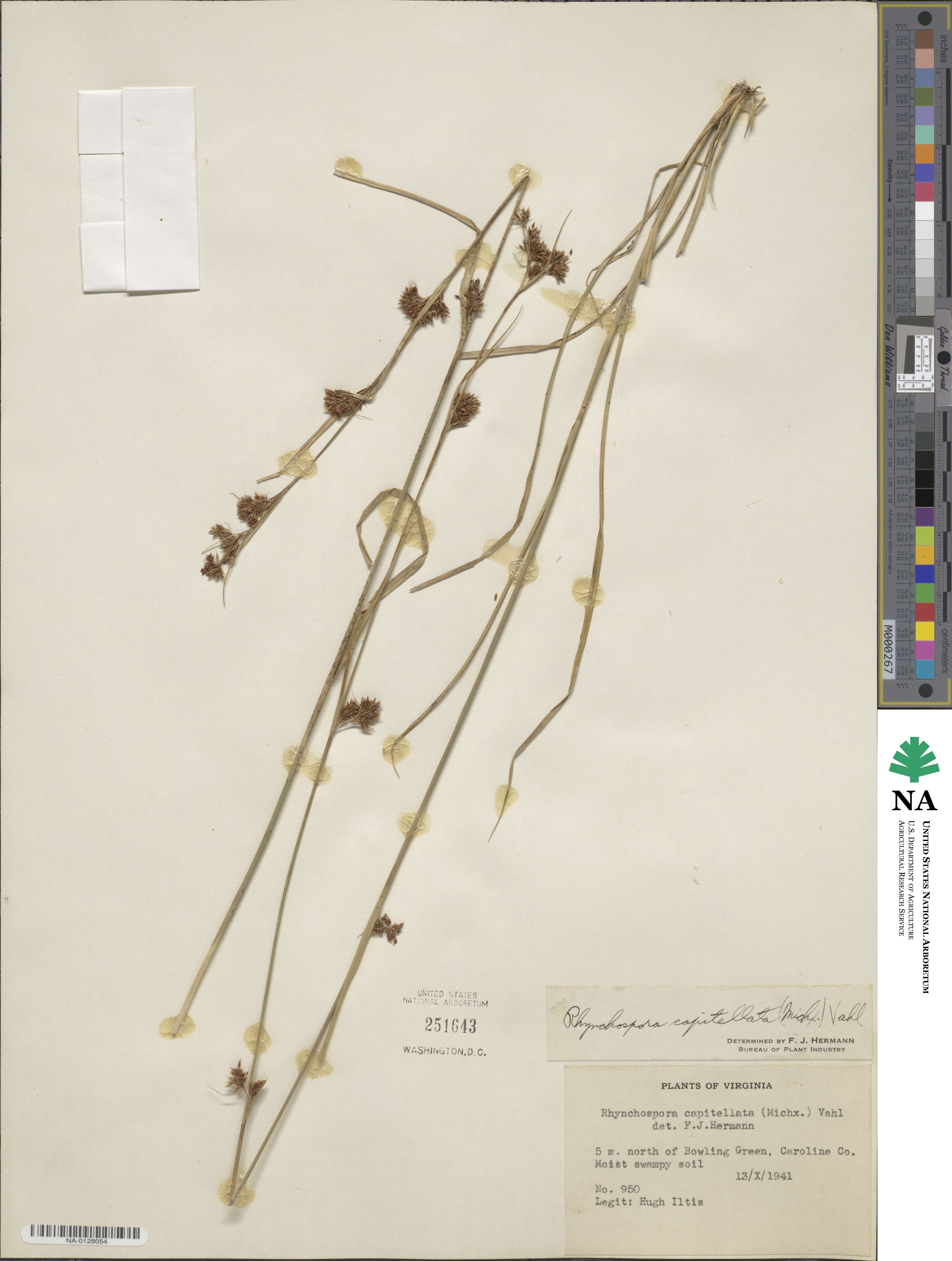 Rhynchospora capitellata image
