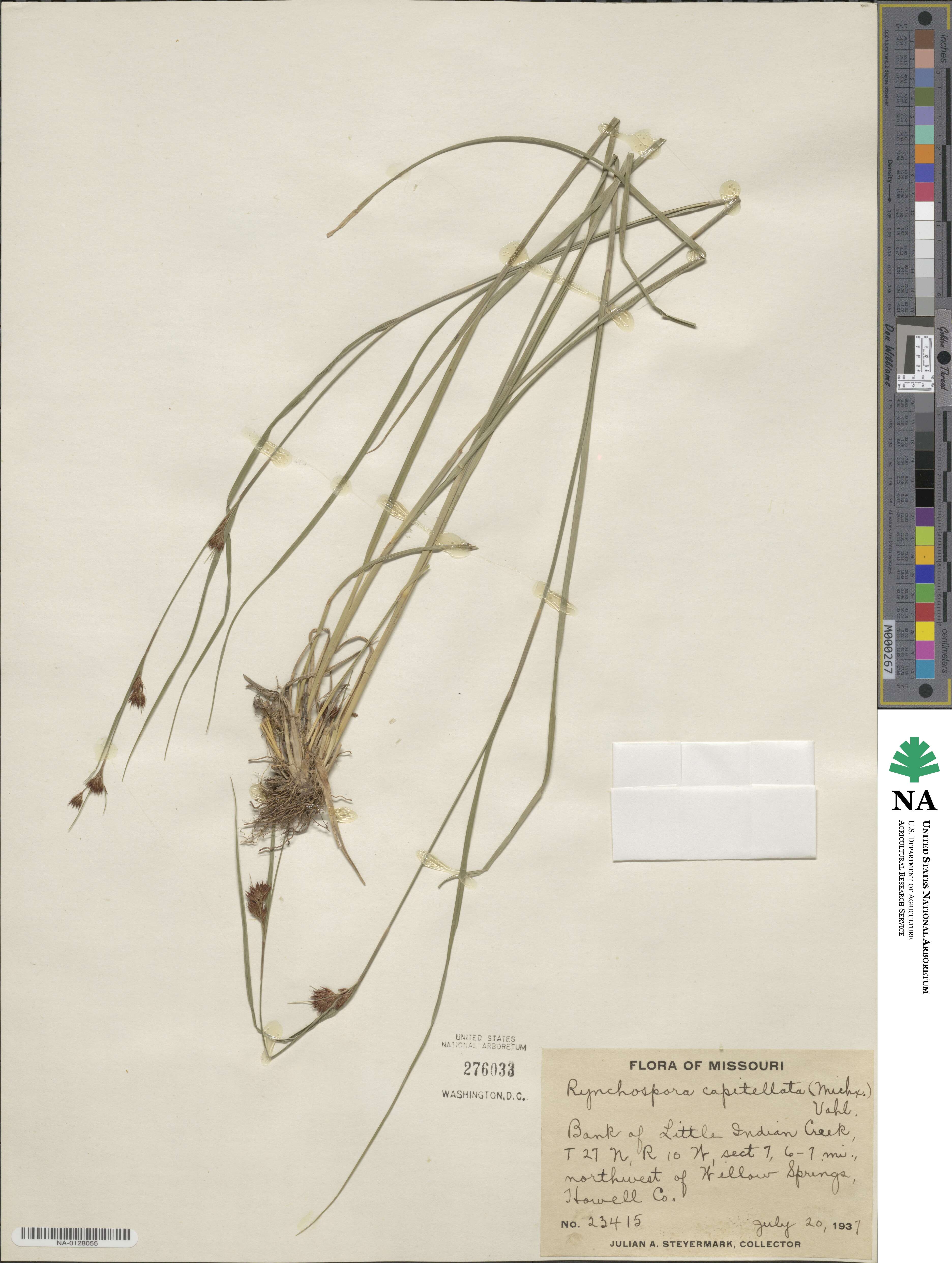 Rhynchospora capitellata image