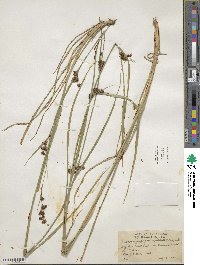 Rhynchospora capitellata image