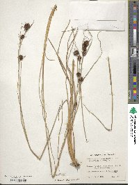 Rhynchospora cephalantha image