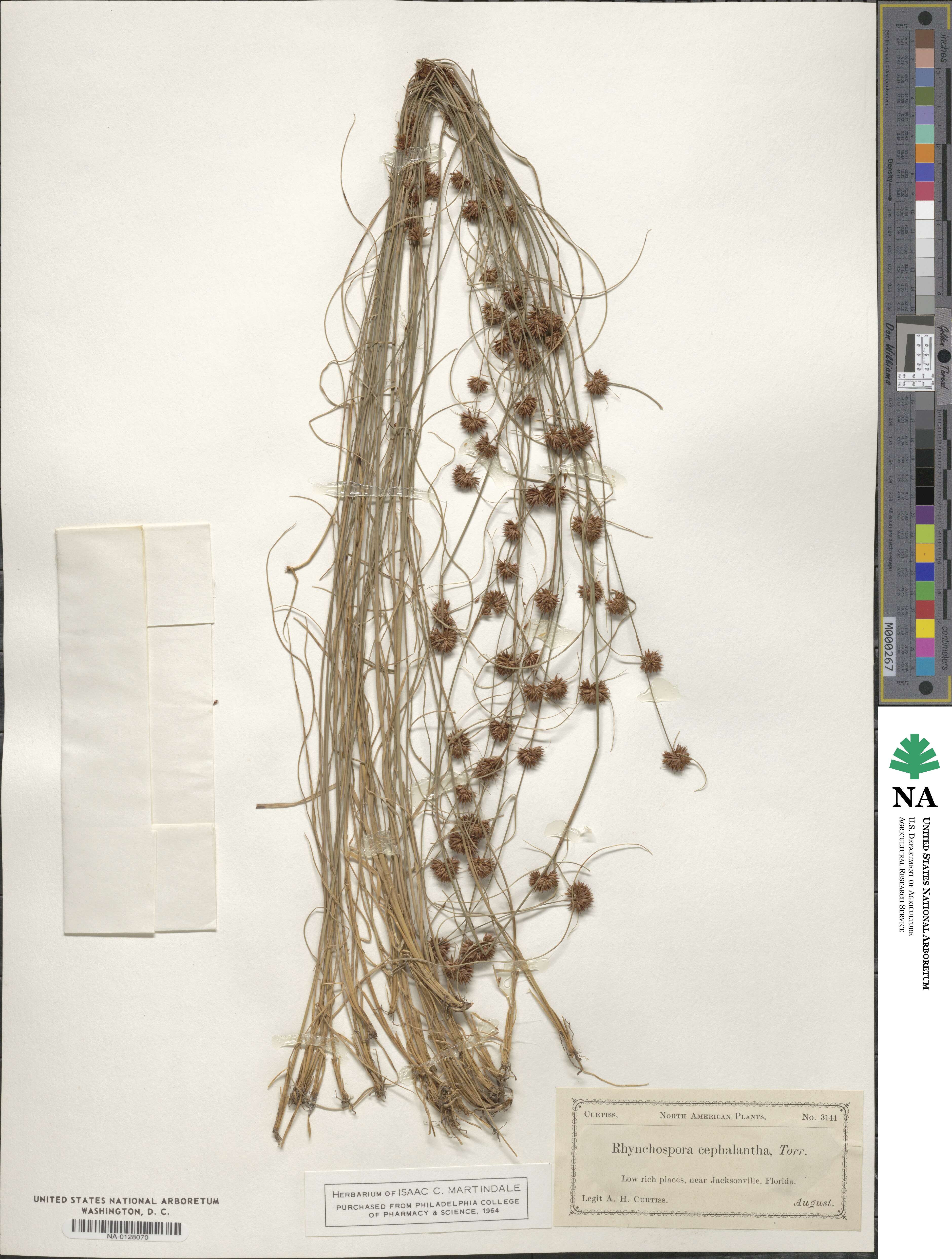 Rhynchospora cephalantha image