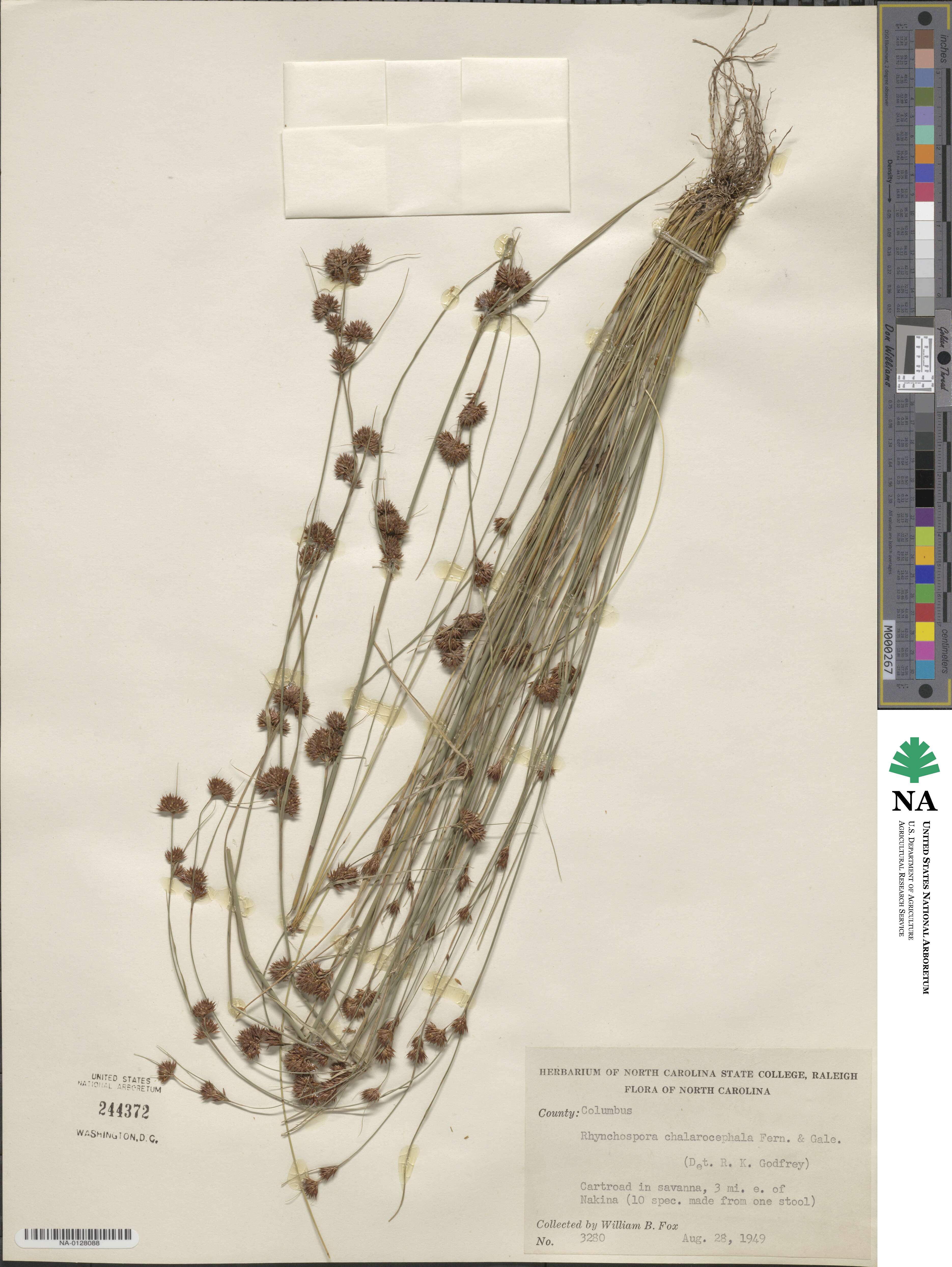 Rhynchospora chalarocephala image