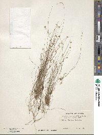 Rhynchospora chapmanii image