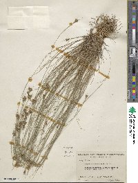 Rhynchospora chapmanii image