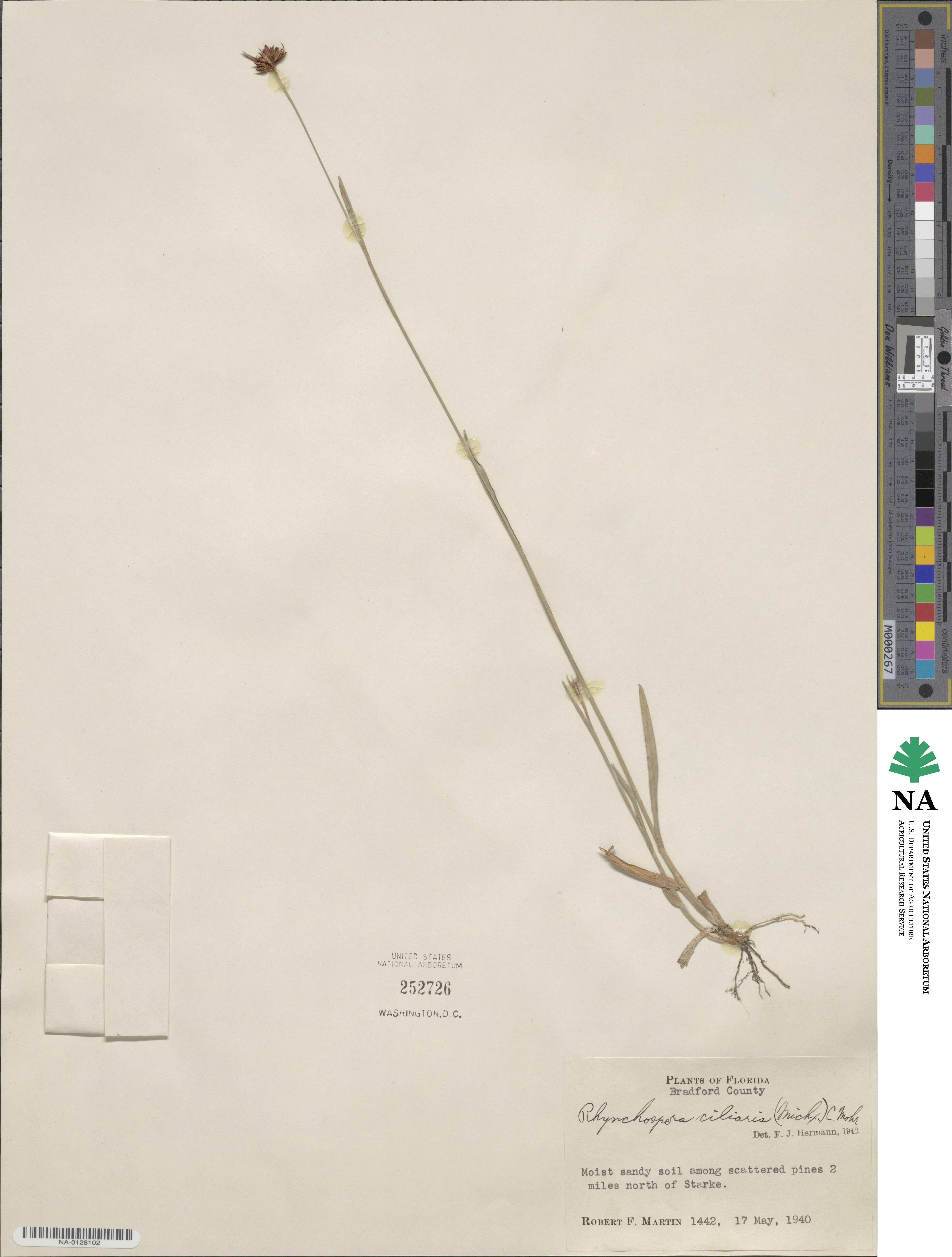 Rhynchospora ciliaris image