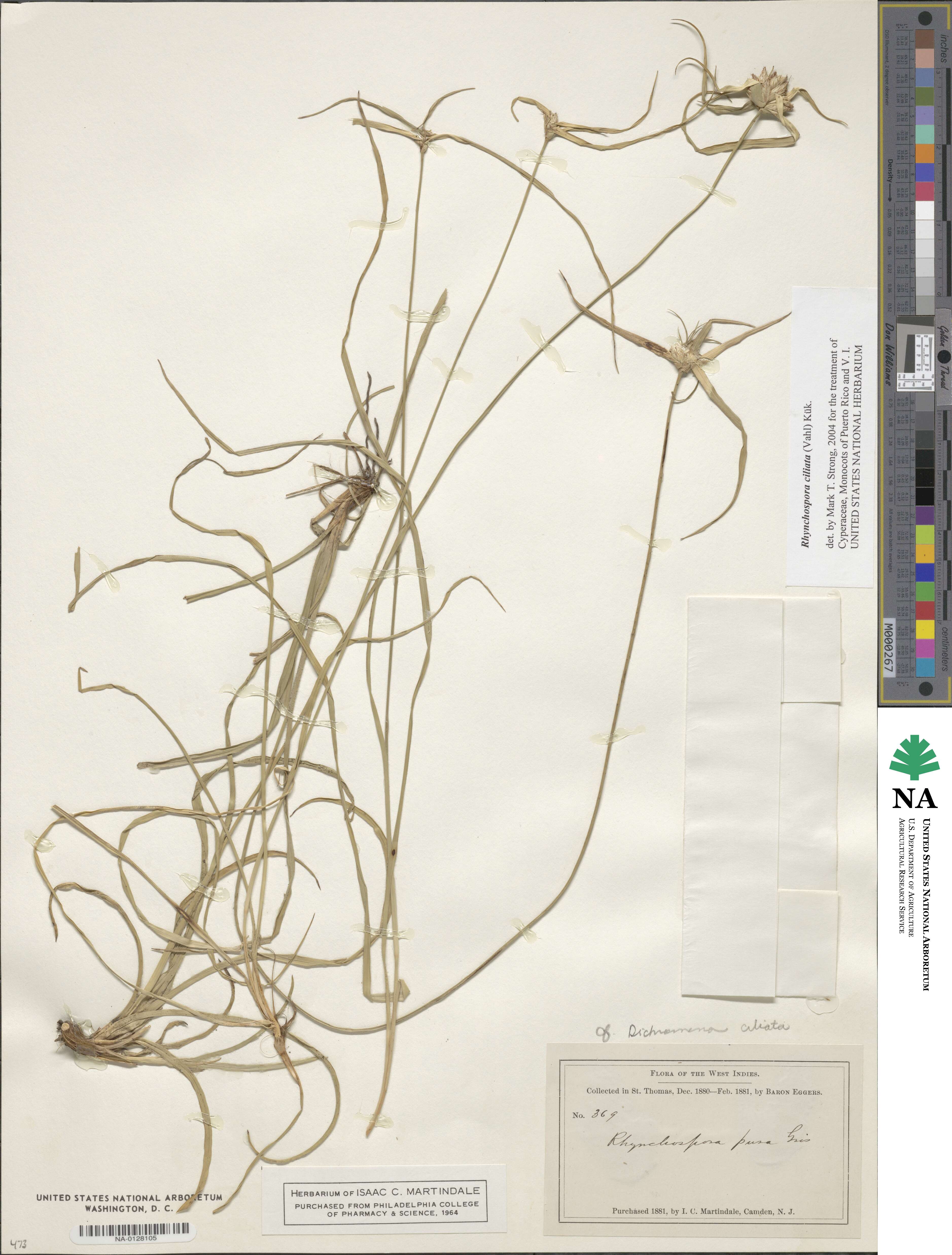 Rhynchospora ciliata image