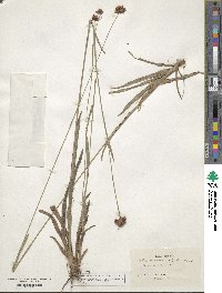 Rhynchospora ciliata image