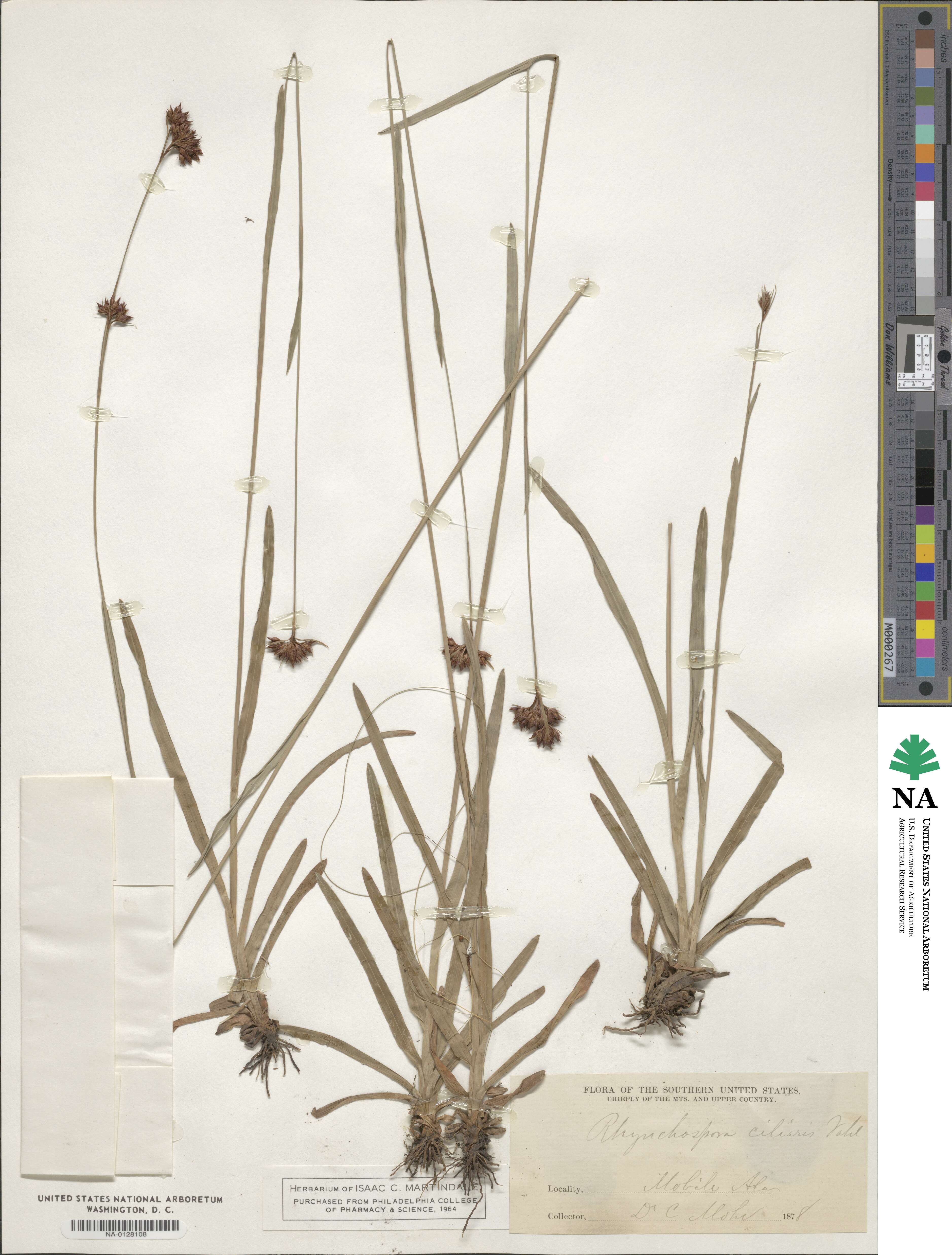 Rhynchospora ciliata image