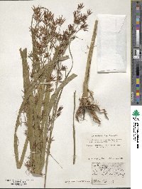 Rhynchospora corniculata image