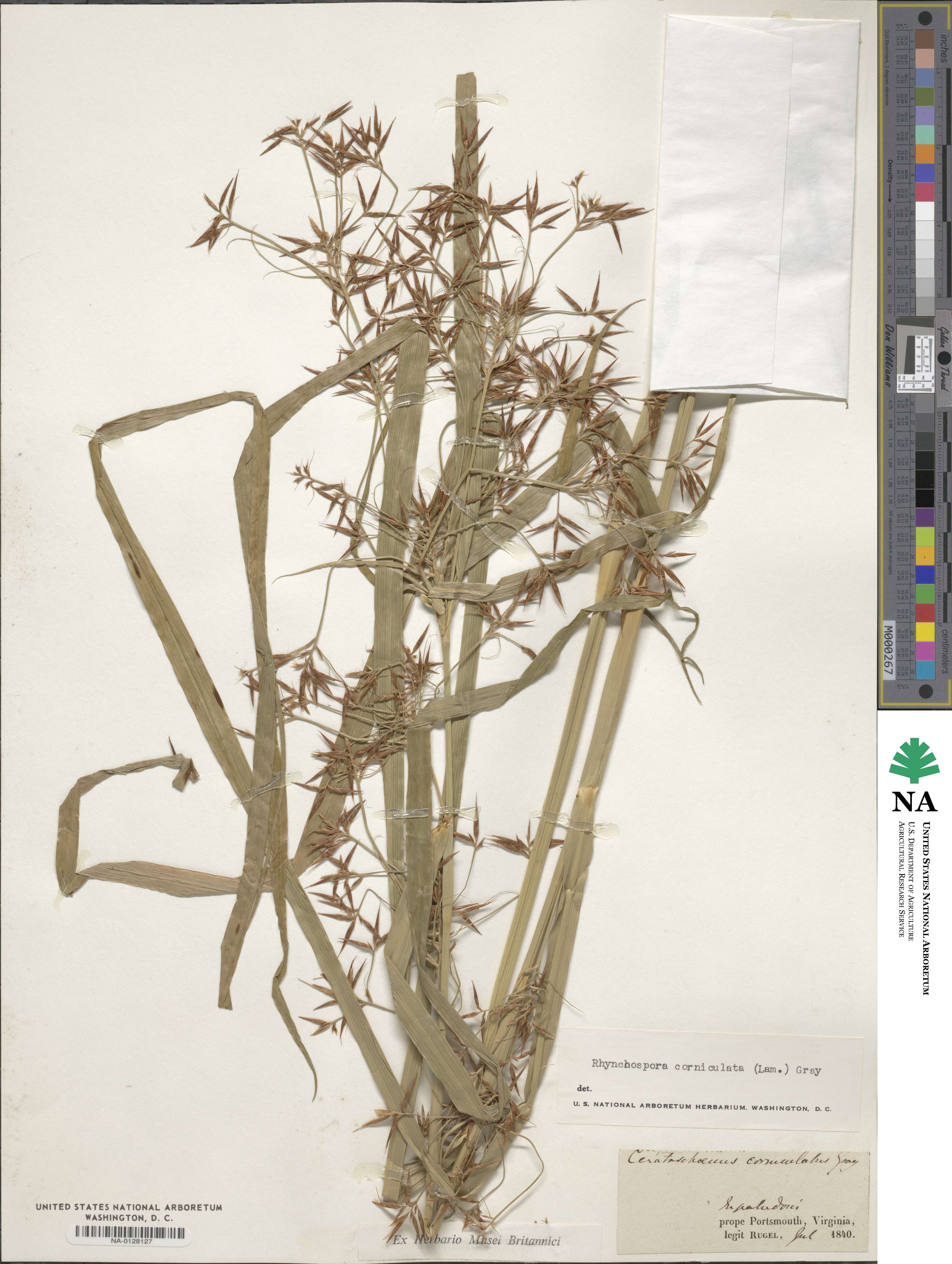 Rhynchospora corniculata image