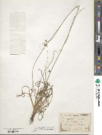 Scirpus polyphyllus image