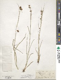 Scirpus polyphyllus image