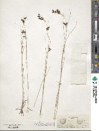 Scirpus polyphyllus image